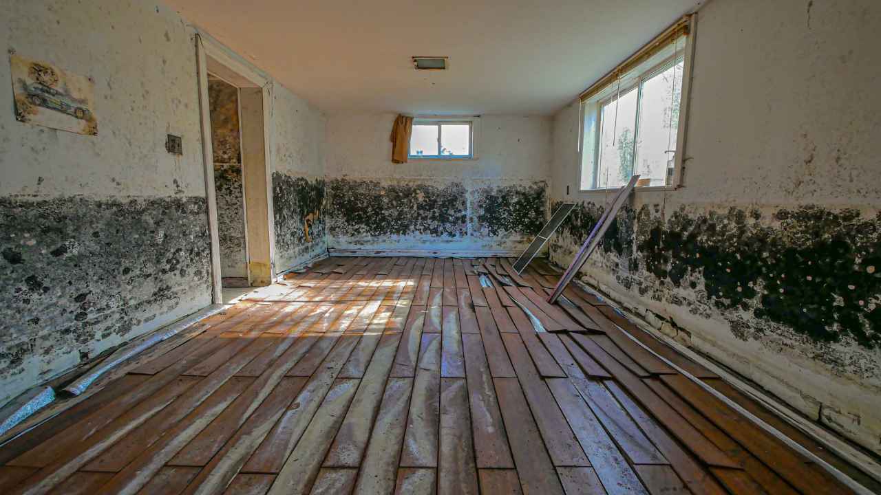 Mold Remediation Near Me